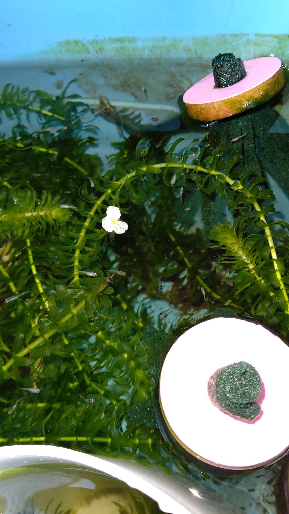 カズボーメダカ アナカリスの花が咲いていた 小さくてカワイイ花 T Co Iddfqzkkdy Twitter