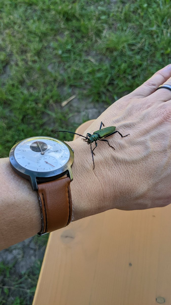 stimmrebellin's tweet photo. Besuch einer allgäuer Schenkelkäferin, die mich erstaunlich gern hatte - zielgerichtet an mir hochgekraxelt. Hab sie in den Hopfen umgesetzt, da ich versprochen habe, kein weiteres Haustier mehr aufzunehmen. 😢 Tschüss, du grüne Schönheit. https://t.co/4r5YRPvCrL