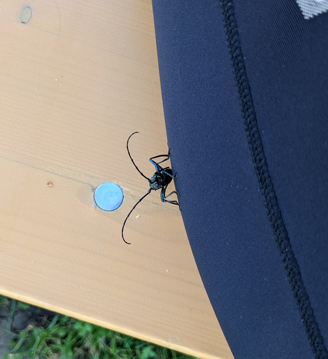 stimmrebellin's tweet photo. Besuch einer allgäuer Schenkelkäferin, die mich erstaunlich gern hatte - zielgerichtet an mir hochgekraxelt. Hab sie in den Hopfen umgesetzt, da ich versprochen habe, kein weiteres Haustier mehr aufzunehmen. 😢 Tschüss, du grüne Schönheit. https://t.co/4r5YRPvCrL