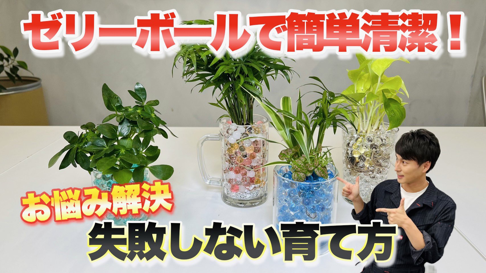 三上真史 夏を涼しく ゼリーボールで観葉植物の水耕栽培を楽しみましょう コバエの心配いりません 100円ショップだけでできる観葉植物のゼリーボール水耕栽培 三上流作り方 育て方 観葉植物 園芸 ガーデニング T Co