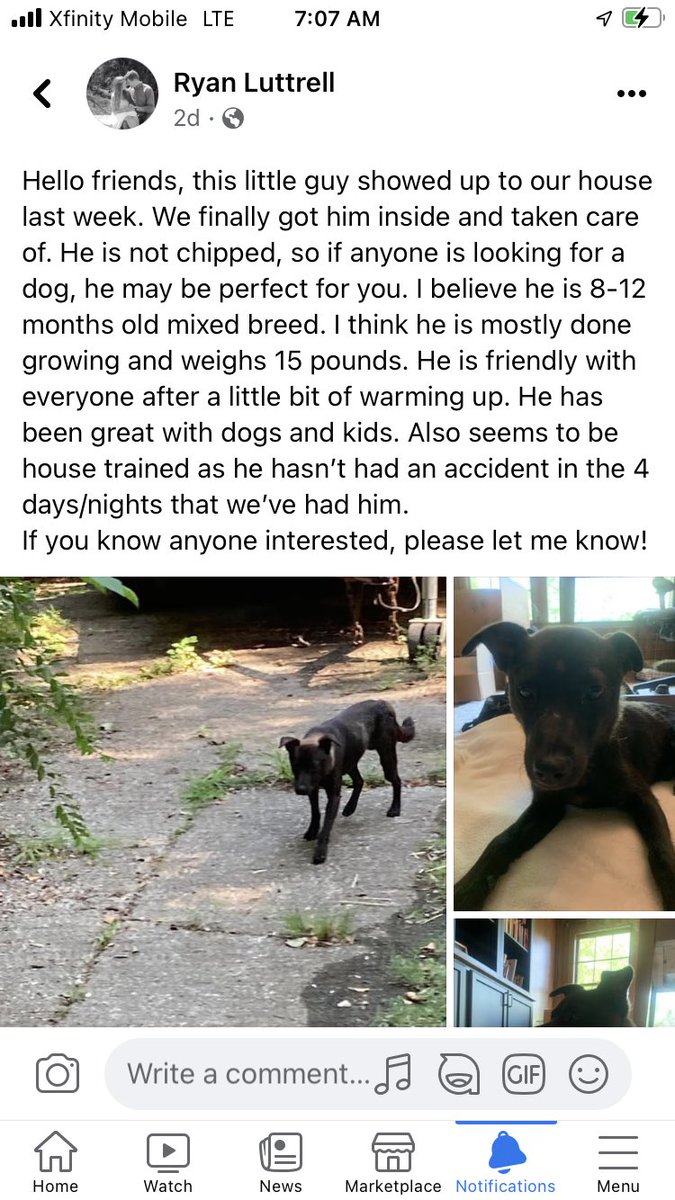 craigslist memphis lost pets