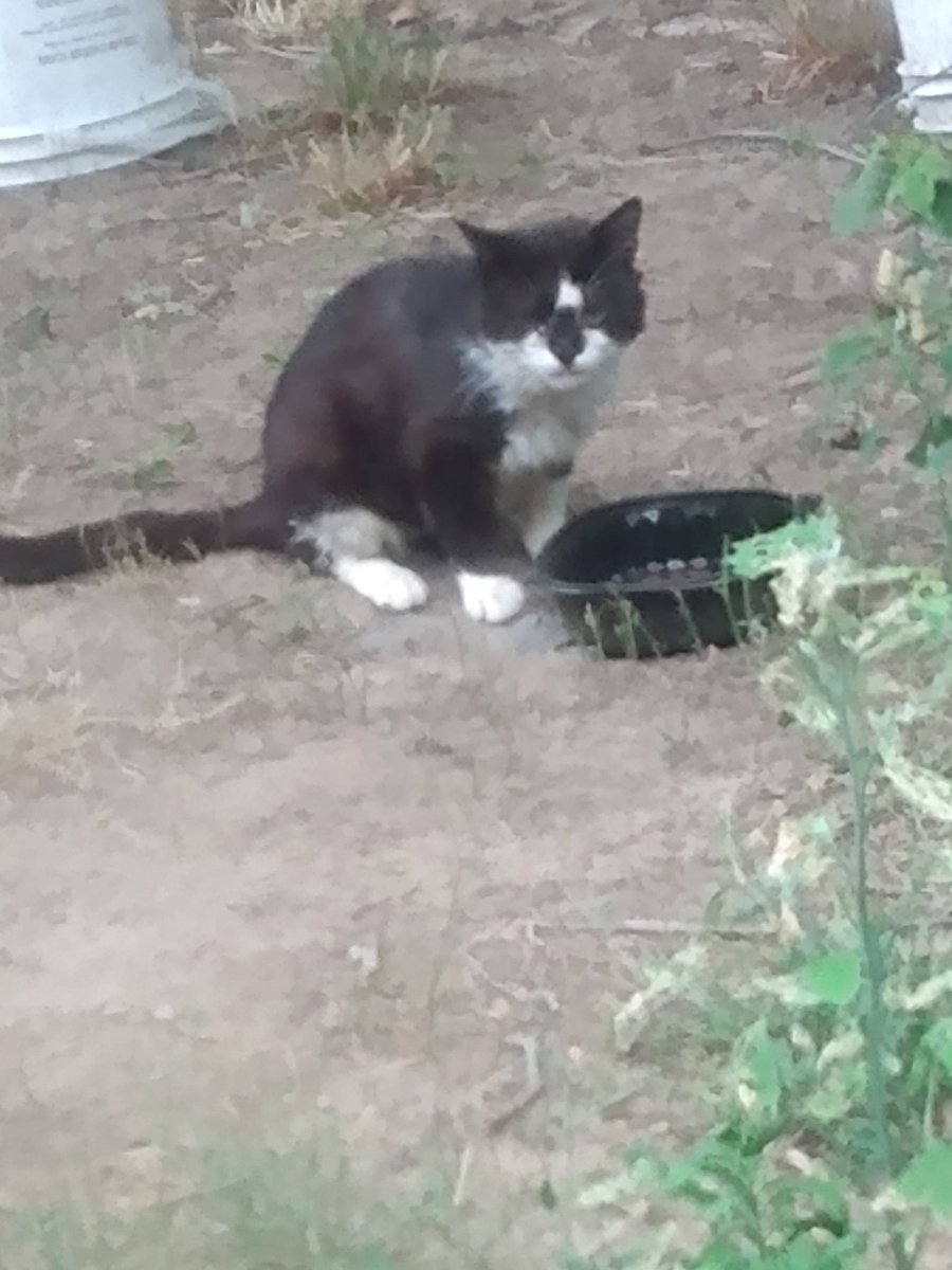 MjFgolden's tweet photo. Morning all. Old man Tom showed up again, yay. Today's coffee in my mug is Irish cream yum. 
#coffeeinmymug
#CatsOfTwitter https://t.co/eag9GAUckD