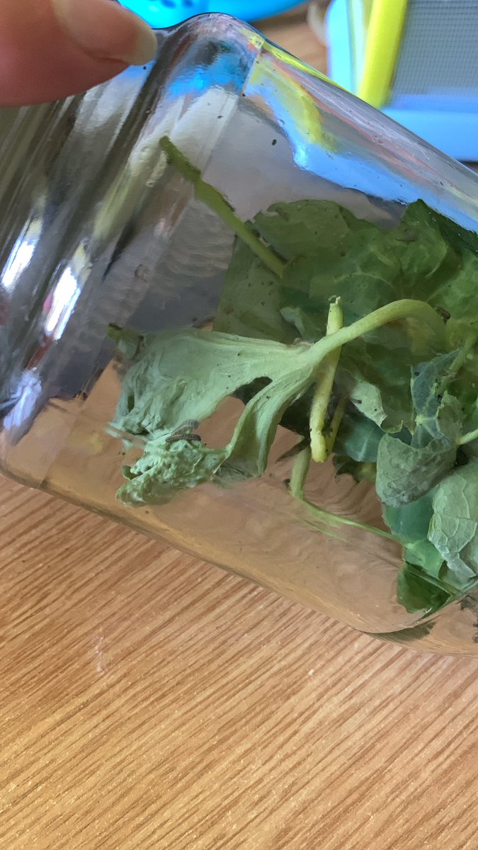 MamMutterings's tweet image. Are you even a parent, until you’ve  rescued caterpillars crawling out of their ‘hotel’ and found them a new home?