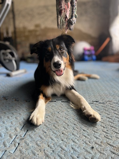 TIMELINE CLENSE.   Today&rsquo;s workout buddy Arty &hearts;️ https://t.co/M0VNiy2Xg1