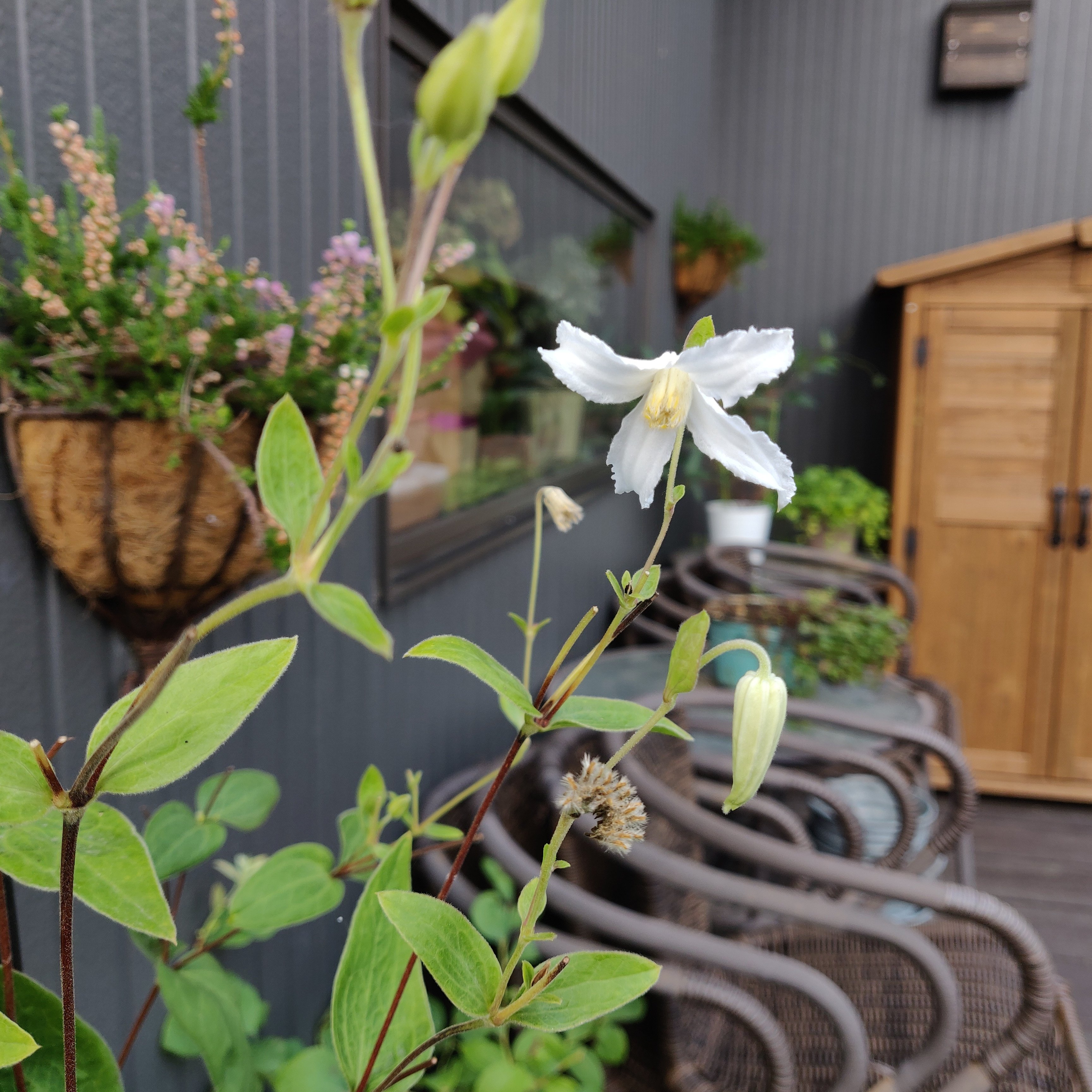 Forest De Florist Bouquet Flower Wednesday Clematis クレマチス Tlを花でいっぱいにしよう 花好きな人と繋がりたい キリトリセカイ 花束 宗像市 福津市 遠賀郡 岡垣町 宮若市 花屋 プレゼント T Co Pas5zgyonr Twitter