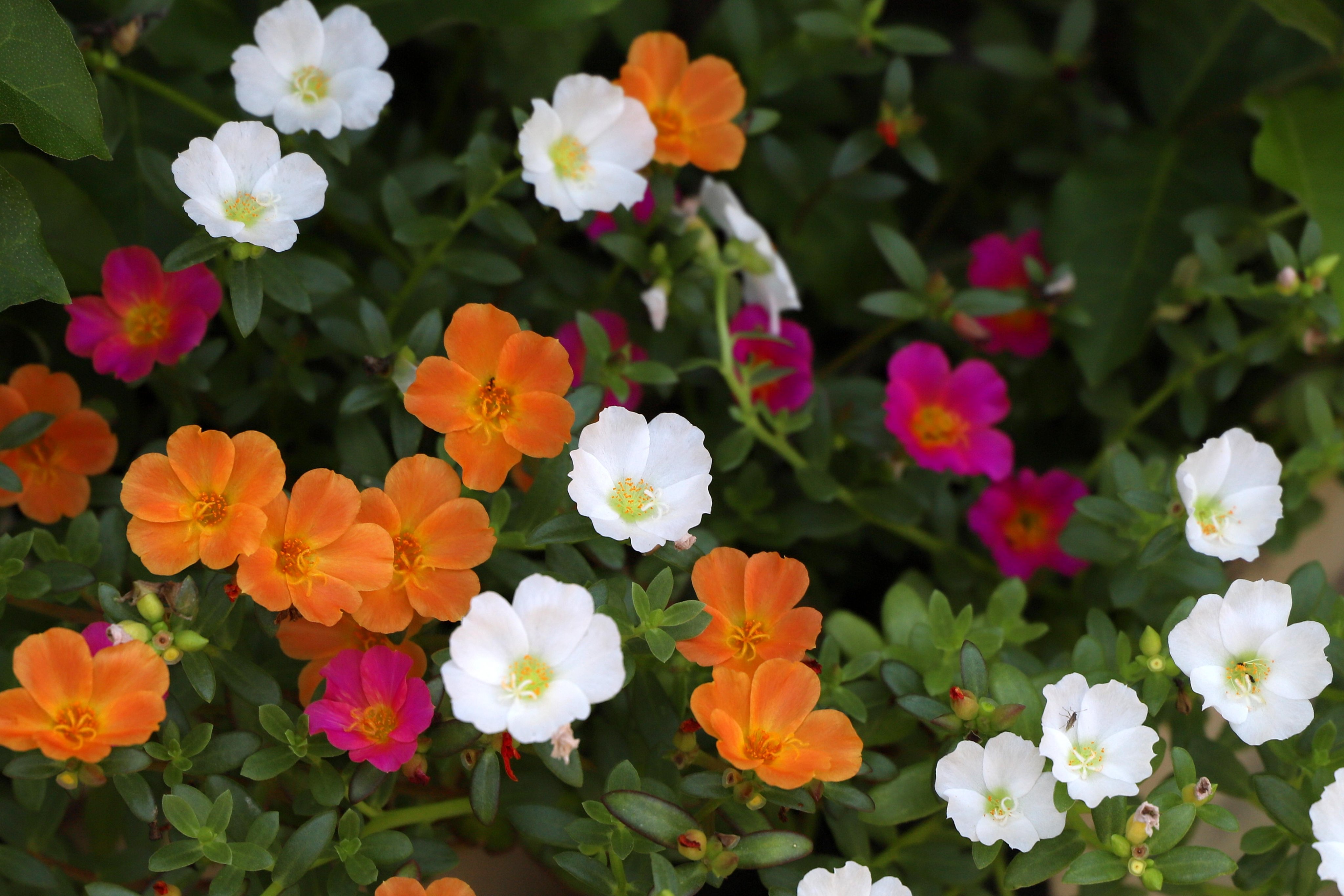 あやか またいつの日か おはやか 7 16 7月16日の誕生花は ポーチュラカ 和名ハナスベリヒユ 花滑り莧 朝 かわいい花を咲かせ 夕方しぼむ一日花 夏の炎天下でも元気に咲き 花色も様々なので 混ぜて植えると見栄えが しますよ 八重咲きもあります 花