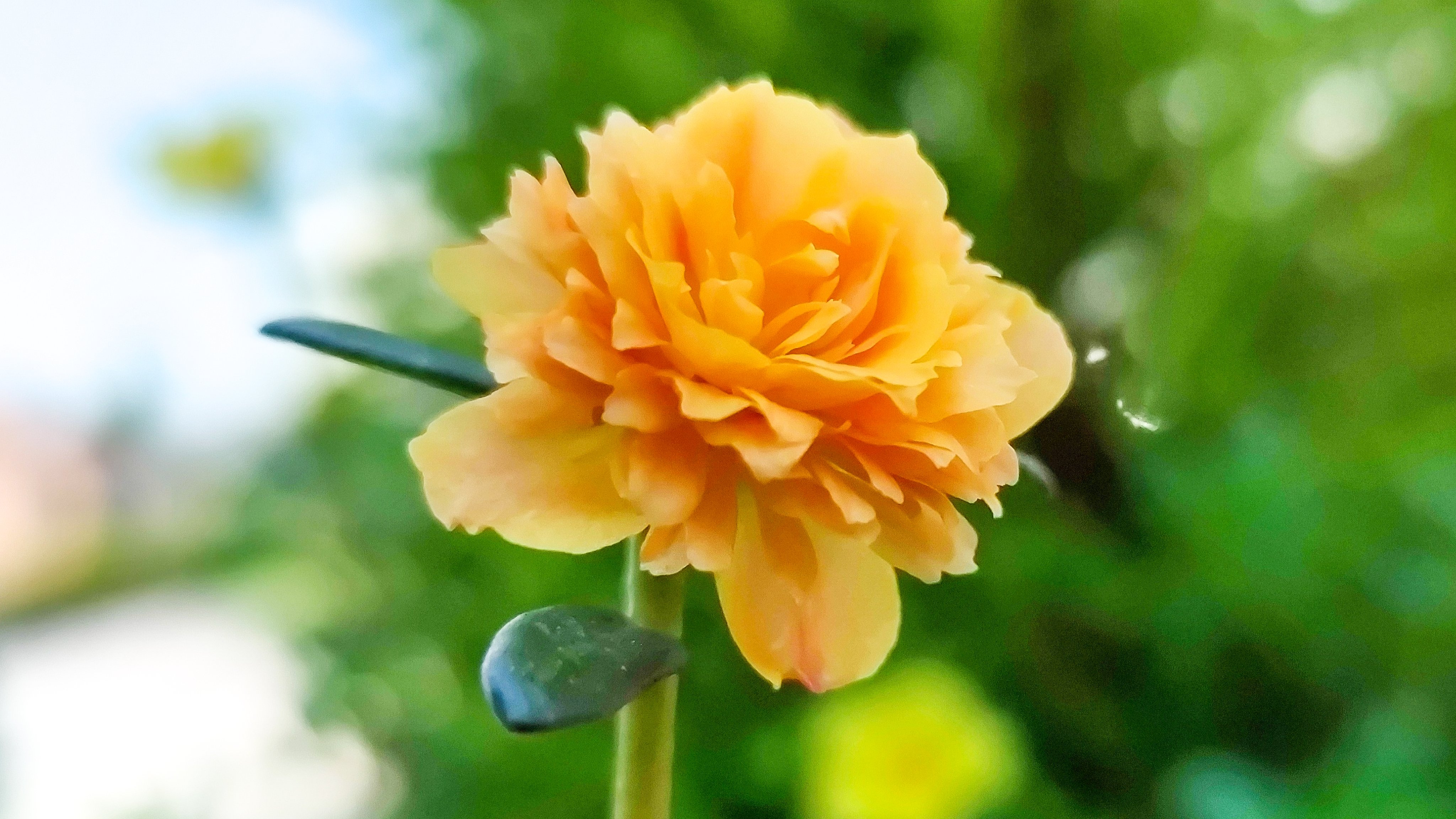 あやか またいつの日か おはやか 7 16 7月16日の誕生花は ポーチュラカ 和名ハナスベリヒユ 花滑り莧 朝 かわいい花を咲かせ 夕方しぼむ一日花 夏の炎天下でも元気に咲き 花色も様々なので 混ぜて植えると見栄えが しますよ 八重咲きもあります 花