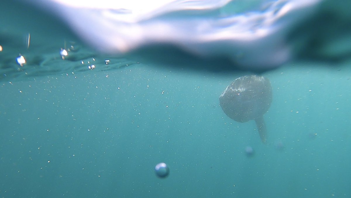 haleydolton's tweet photo. Does this count as my first split-shot?? Check out this friendly #sunfish!βοΈππ @sunfishresearch #flapflaps https://t.co/uHYI5FaIKr