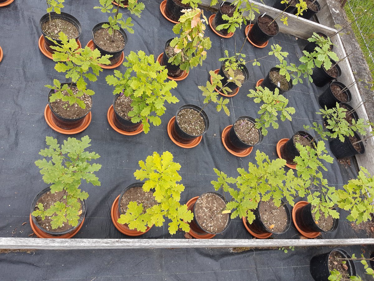 SilvaNova_NNF's tweet photo. New student project 🥳 '#Afforestation techniques to mitigate #ClimateChange faster'.
Join the experimental phase in Aug-Nov 2022, measurements of #GHG fluxes with automatic chamber. 
See project here: https://t.co/5aGsjFIPnS
@science_ku @klausslar @LeidenBiology https://t.co/W6pbdQ5G6w