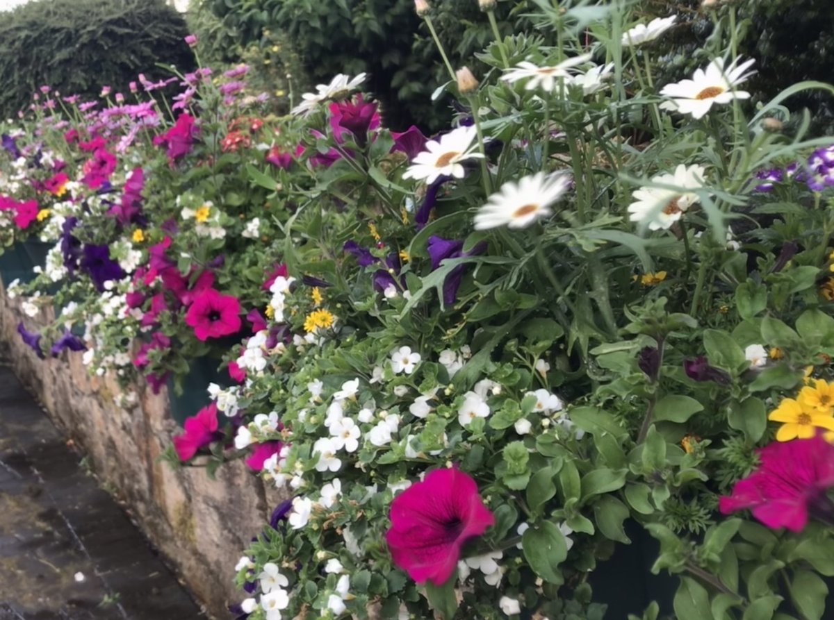 Ferns - Fearna Mór (@fearna_mor) on Twitter photo The hanging baskets are really beginning to add a special touch of Summer around the village and the bees are just loving them 🌺🐝🌸🐝☀️<a href="/TidyTownsIre/">Supervalu TidyTowns Competition</a> <a href="/wexfordcoco/">Wexford County Council</a> <a href="/historicferns/">Historic Ferns</a> The hanging baskets are really beginning to add a special touch of Summer around the village and the bees are just loving them 🌺🐝🌸🐝☀️<a href="/TidyTownsIre/">Supervalu TidyTowns Competition</a> <a href="/wexfordcoco/">Wexford County Council</a> <a href="/historicferns/">Historic Ferns</a>