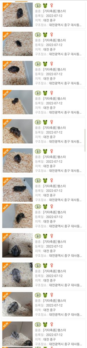 🔥 집단유기 🔥

대전광역시 중구에서 윈터화이트 12마리가 유기되었습니다.
총 12곳의 임보/입양처를 찾습니다.

보호센터 : 대전동물보호센터 (☎️: 042-825-1118)
담당부서 : 대전광역시 중구청 (☎️: 042-606-7266)

#햄스터 #햄스터입양 #사지말고입양하세요 #유기동물 #드워프햄스터 #윈터화이트