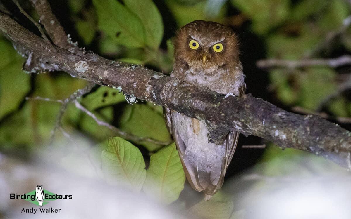 Had a pretty epic night with this Flores Scops Owl on my recently completed #Indonesia: Lesser Sunda tour… what a bird!

Trip report here: birdingecotours.com/lesser-sunda-i…

#birding #owl #birdwatching #BirdsSeenIn2022 #worldbirding #birdphotography #BirdTwitter #TwitterNatureCommunity