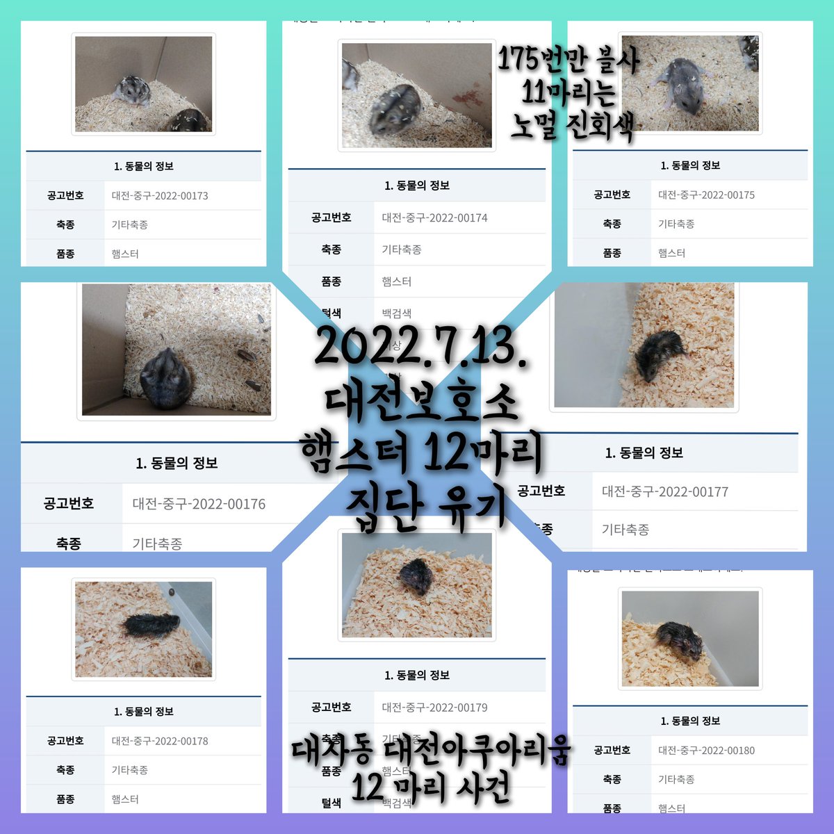 yihui781's tweet photo. 7월13일 대전-중구-2022-00173번~184번/
대사동 대전아쿠아리움 주변에서 햄스터 12마리가 집단 유기됨/ 11마리는 진회색 175번만 블사
폭우로 인해 물에 젖음 베이비즈로 추정됨/

대전시보호소에서 보호중/ 대전시 거주자만 공고기간 안에 임시보호 가능/

어디든 퍼가주세요 알티 부탁드립니다 https://t.co/erVL2YtMIc