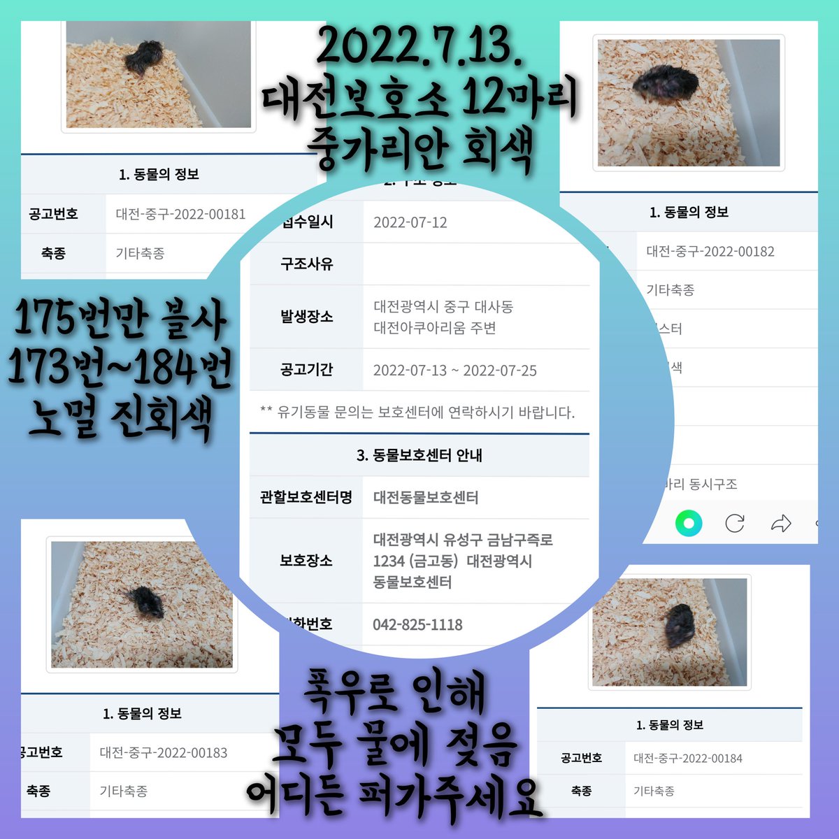 7월13일 대전-중구-2022-00173번~184번/
대사동 대전아쿠아리움 주변에서 햄스터 12마리가 집단 유기됨/ 11마리는 진회색 175번만 블사
폭우로 인해 물에 젖음 베이비즈로 추정됨/

대전시보호소에서 보호중/ 대전시 거주자만 공고기간 안에 임시보호 가능/

어디든 퍼가주세요 알티 부탁드립니다