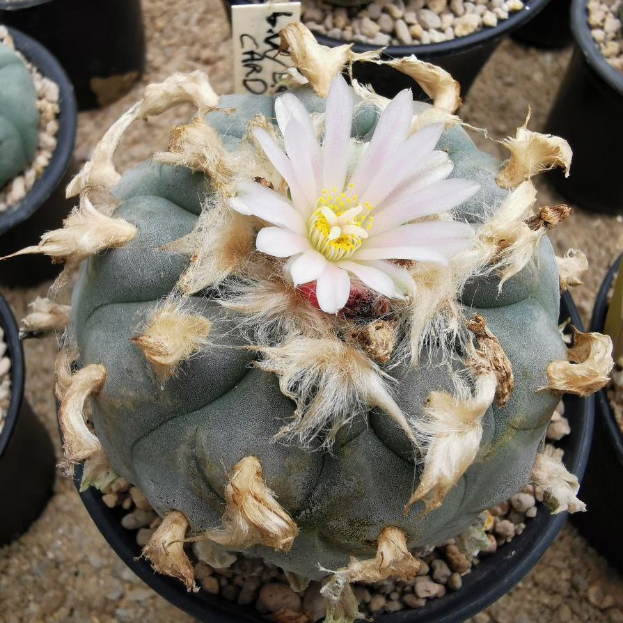 preciouscactus's tweet photo. Lophophora Williamsii variety Cardona, Zacatecas, Mexico. Southern Form.  
About 20 years, seed grown.
#peyote #lophophorawilliamsii https://t.co/aQfqTbxM8g