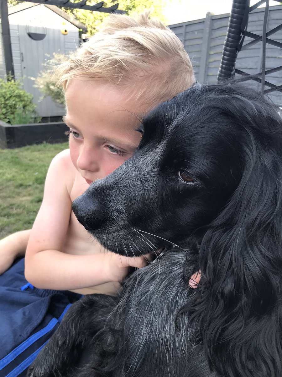 Steff_Lloyd's tweet photo. Reggie has pancreatitis the knob head ate something he shouldn’t of causing this! #whenwillyoulearn #naughtydog #poorlyboy #cockerspaniel #workingcockerspaniel #DogsofTwittter https://t.co/QsbdBAi4F6