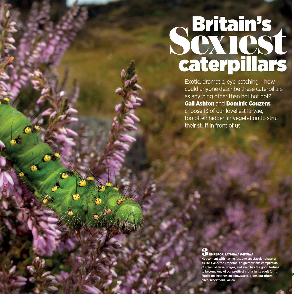 BQ Magazine tweet media