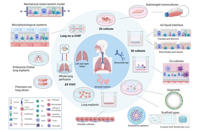 Published! @ERSpublication

“Towards an artificial human lung: modelling organ-like complexity to aid mechanistic understanding”

Proud of being part of this collaborative work - we showcase our research and expertise across the University of Southampton!

tinyurl.com/5735kd8b