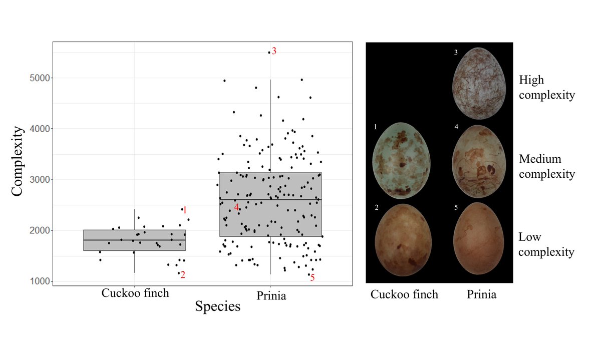 Tanmay Dixit (@t_dixit123) on Twitter photo Out in <a href="/RSocPublishing/">Royal Society Publishing</a> #ProcB: A biologically-relevant measure of egg pattern complexity predicts the rejection of eggs by hosts of brood parasites, according to Weber's Law. royalsocietypublishing.org/doi/10.1098/rs… Out in <a href="/RSocPublishing/">Royal Society Publishing</a> #ProcB: A biologically-relevant measure of egg pattern complexity predicts the rejection of eggs by hosts of brood parasites, according to Weber's Law. royalsocietypublishing.org/doi/10.1098/rs…