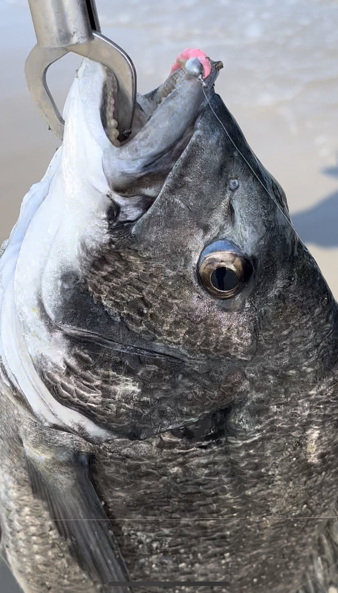 Mii S Sea Life 第三期リグデザインフィールドモニター ちなみに チヌも 笑 ロッド Shimano ソアレs64ul S リール Shimano ストラディックci4 ライン 34ピンキーf 0 3号 ルアー 34パフネーク うーぱーるーぱー アジングロッドで黒鯛