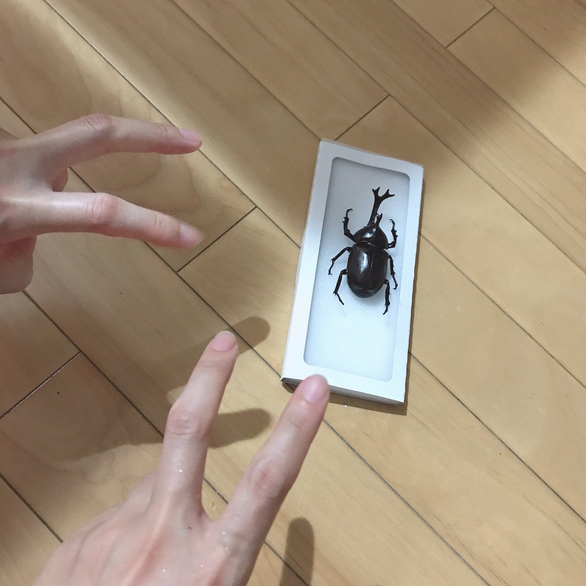中学の時作ったフンコロガシ ⚠️虫 カブトムシくんを標本にした❣️ ₍ᐡˊo̴̶̷̤ ̫₎