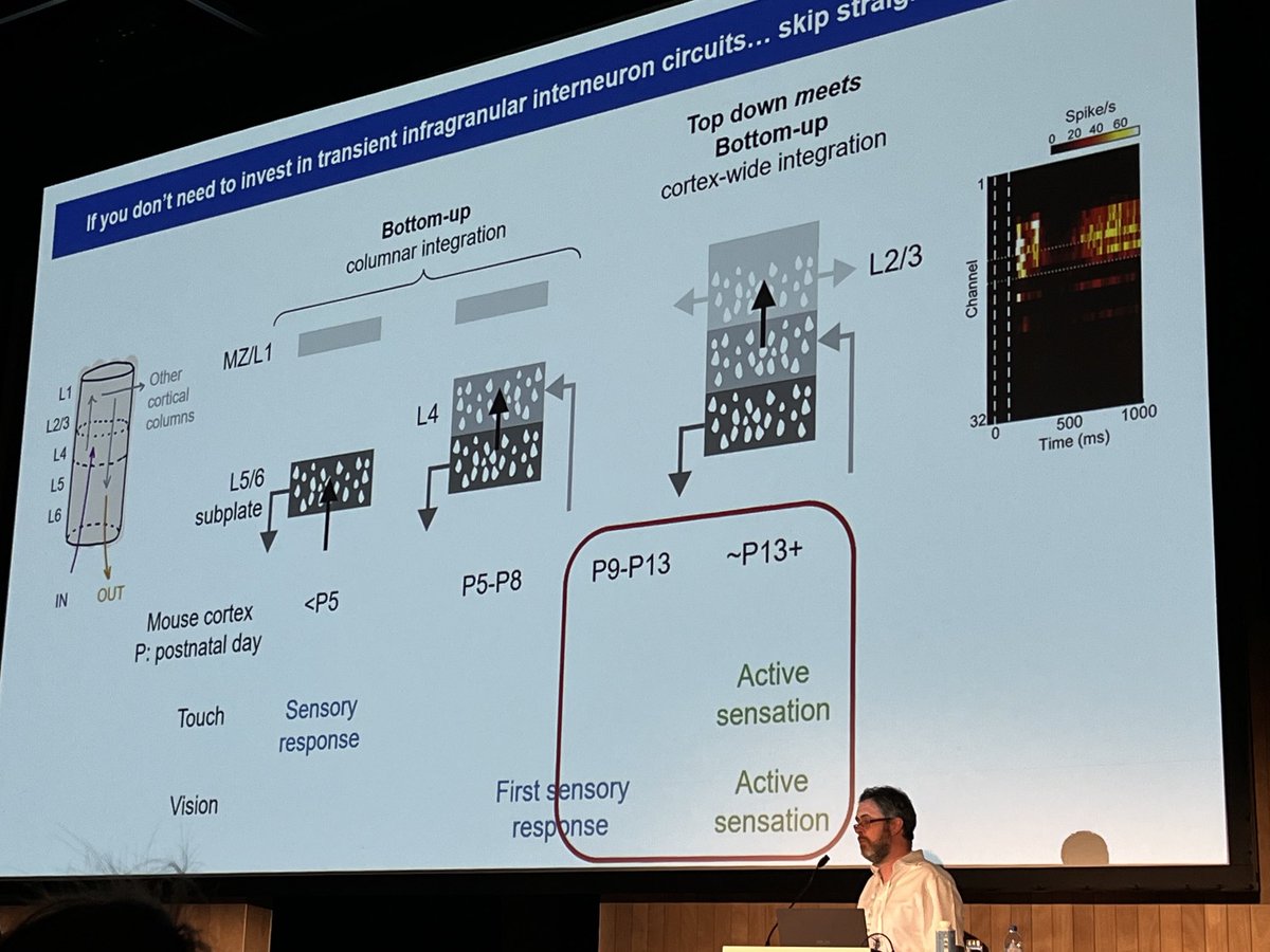 WiringTheBrain's tweet image. Nice talk from Simon Butt showing transient networks that arise as cortical layers develop, with diffs in somatosensory vs visual modalities #FENS2022