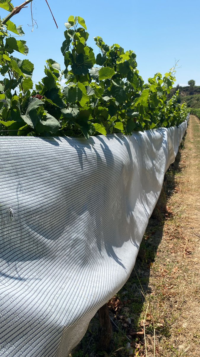 vitisad's tweet photo. Seguro que los🍇agradecen un poco de ⛱️en esta 🌊de ☀️🔥🥵
#VITISAD colabora en estos ensayos de @BodegaBilbainas en #Haro en las variedades Graciano (izq) y Maturana Blanca (dcha). Se busca paliar las altas temperaturas que reciben los racimos mediante mallas de sombreado. https://t.co/SUm1CEOiMq