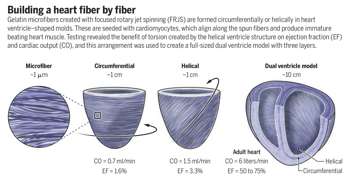 Science Magazine on Twitter "Building a heart fiber by fiber In a new Science study