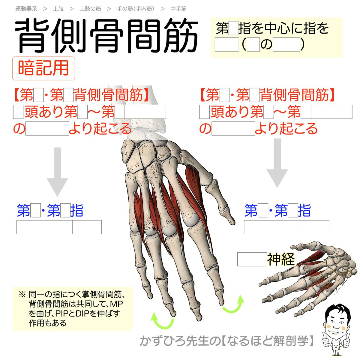 背側骨間筋】 起始：4個あり、2頭をもって第1〜5中手骨の対向面より