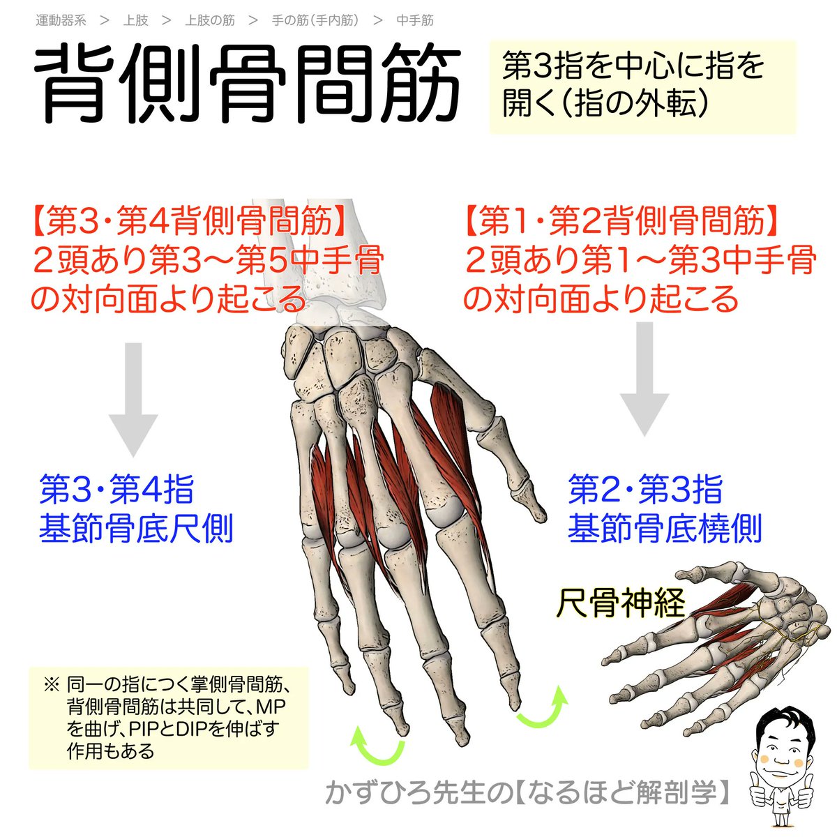 背側骨間筋】 起始：4個あり、2頭をもって第1〜5中手骨の対向面より