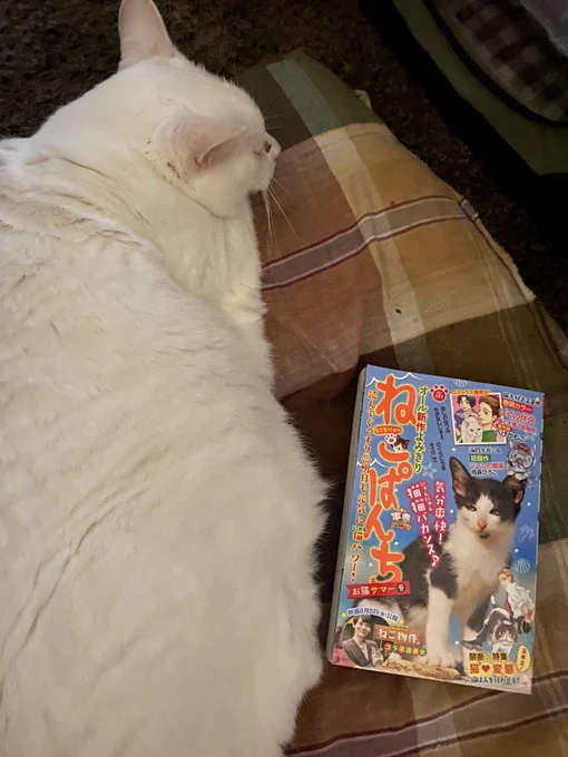 ねこぱんち発売しております!
じっちゃんと猫の住む街は猫マンガなのに河童でございます。
何をやっているんでしょうか…
よろしくお願いいたします! 