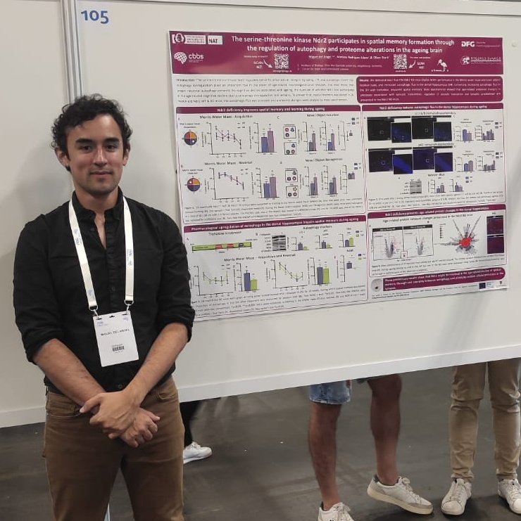 RTG2413SynAGE's tweet photo. #SynAGE at #FENS2022:

Miguel del Angel presenting his poster (# 105) "The serine-threonine kinase Ndr2 participates in spatial memory formation through the regulation of #autophagy and proteome alteration in the ageing brain".

Poster 105 Section 07 https://t.co/4NaIT1TwOA