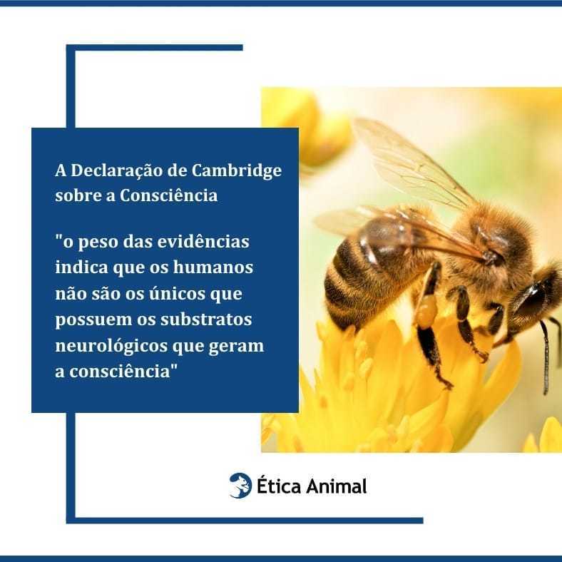 #REPOST @eticaanimalportugues

Esta semana marca o 10º aniversário da #DeclaraçãodeCambridge sobre a #Consciência.
Leia mais em <a href="/EticaAnimalPt/">Ética Animal</a>
animal-ethics.org/10-anos-da-dec…