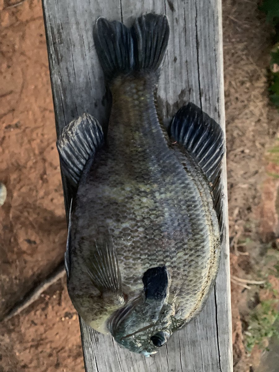 Trevor Fry tweet media