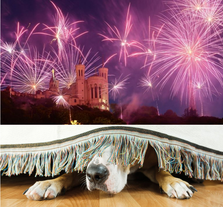 Gamelle_fr's tweet photo. ATTENTION ! Demain, c'est le 14 juillet ! C'est la fête ! Feu d'artifice !
Sauf pour votre #chien ...
Pour lui, ce bruit assourdissant, c'est une source de stress.
3 conseils : https://t.co/v77SMEjRRj