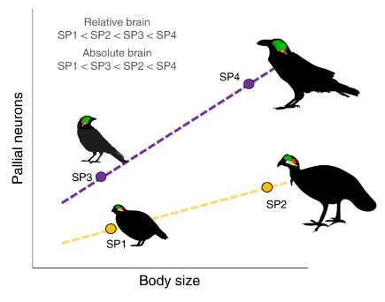 New paper out! 📑🧠🦜Published in <a href="/NatureEcoEvo/">NatureEcoEvo</a>, this is the outcome of a fruitful collaboration between neurobiologists, evolutionary ecologists and animal behaviourists from several institutions, including <a href="/CREAF_ecologia/">CREAF</a> <a href="/mcgillu/">McGill University</a> <a href="/CharlesUniPRG/">Charles University</a> <a href="/UCLCBER/">UCL Centre for Biodiversity & Environment Research</a> <a href="/umontana/">University of Montana</a>