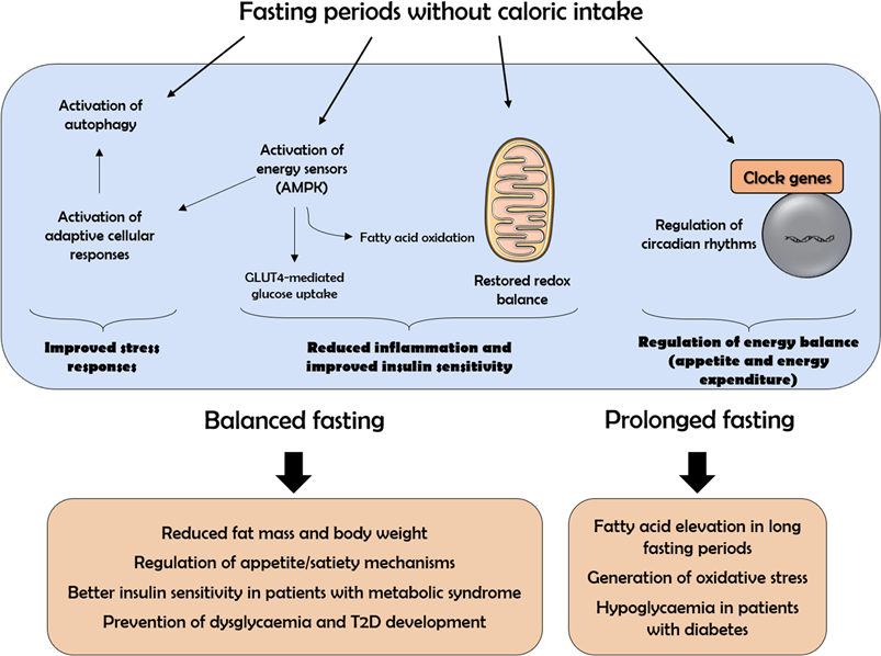 JPBY_official's tweet photo. Journal of Physiology and Biochemistry @JPBY_official
Benefits, mechanisms, and risks of intermittent fasting in metabolic syndrome and type 2 diabetes
#intermitent #fasting #insulin_resistance #glucose #diabetes #metabolic_syndrome @IP_Coimbra @iCBR_FMUC
https://t.co/2iTq36DLQH https://t.co/bexdBiI87z