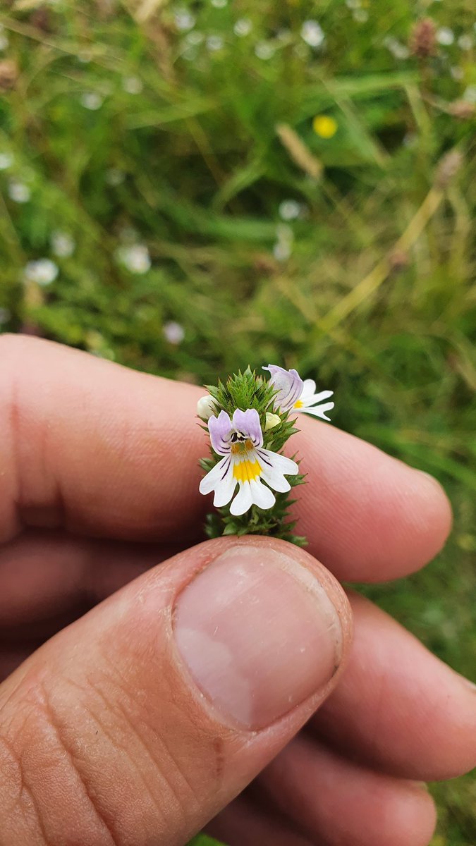 Eyebright and yellow rattle seeds.

Great for getting a meadow project going. 

If you DM me your (Irish)address, I'll post ya an envelope of them!