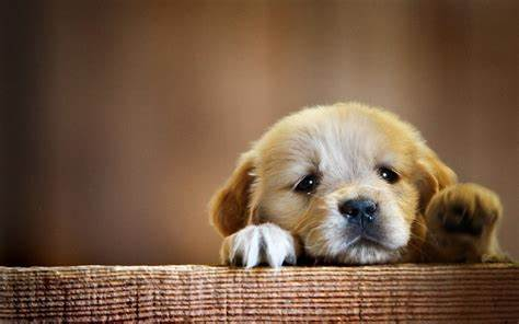 “No dog's knowledge can go beyond his experience” - John Licke #PhilosophersDogs #PhilosophyQuotes #DogsOfTwitter 

waterstones.com/book/philosoph…