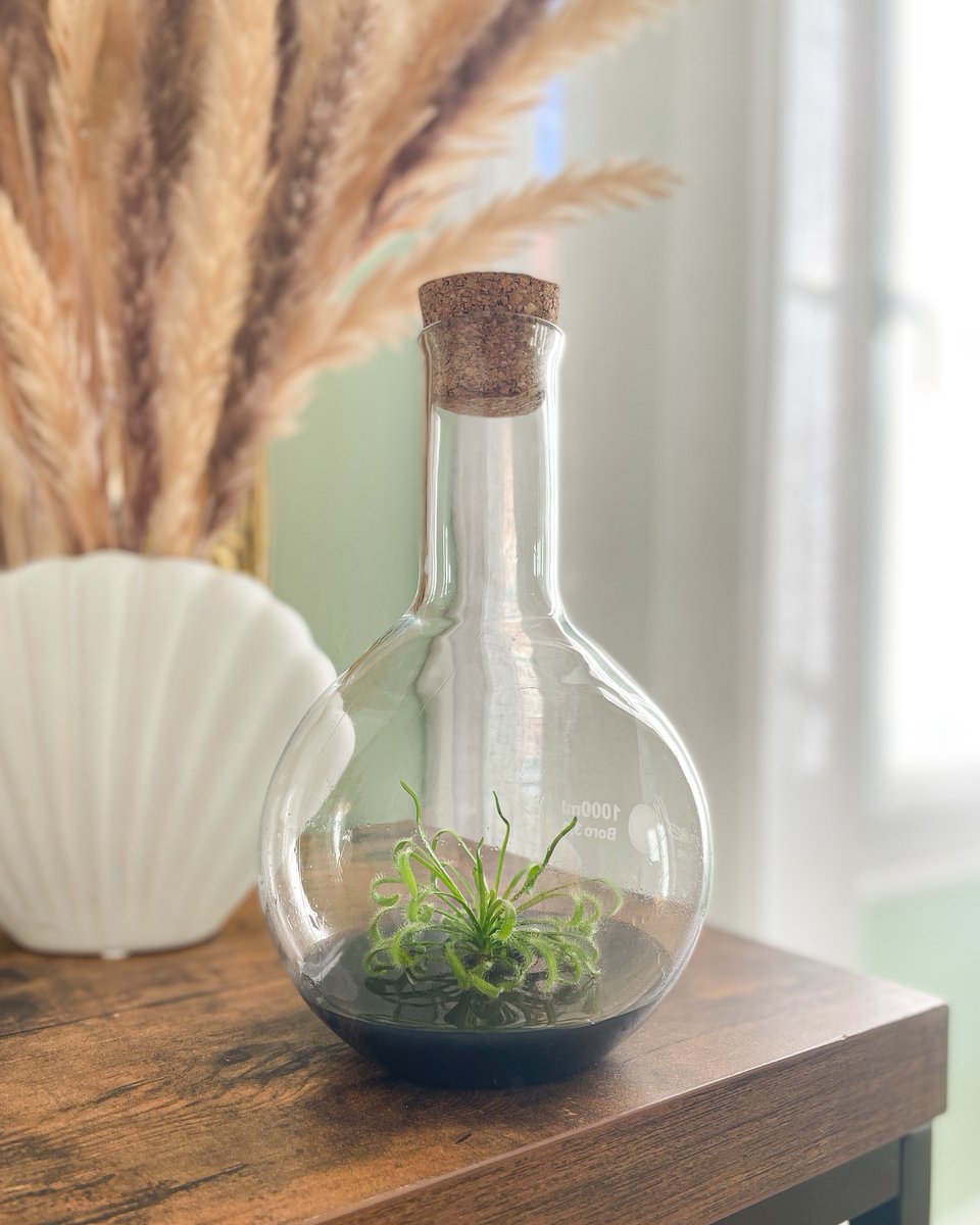 InPlantaNature's tweet photo. InPlanta souhaite de très belles vacances à toutes ses jeunes pousses et reste ouvert durant l’été ! ☀️
En attendant re(découvrez) une de nos nouveautés: le Plantaphore® Carnivore 1L 🌱 https://t.co/TbZbNW08Qu