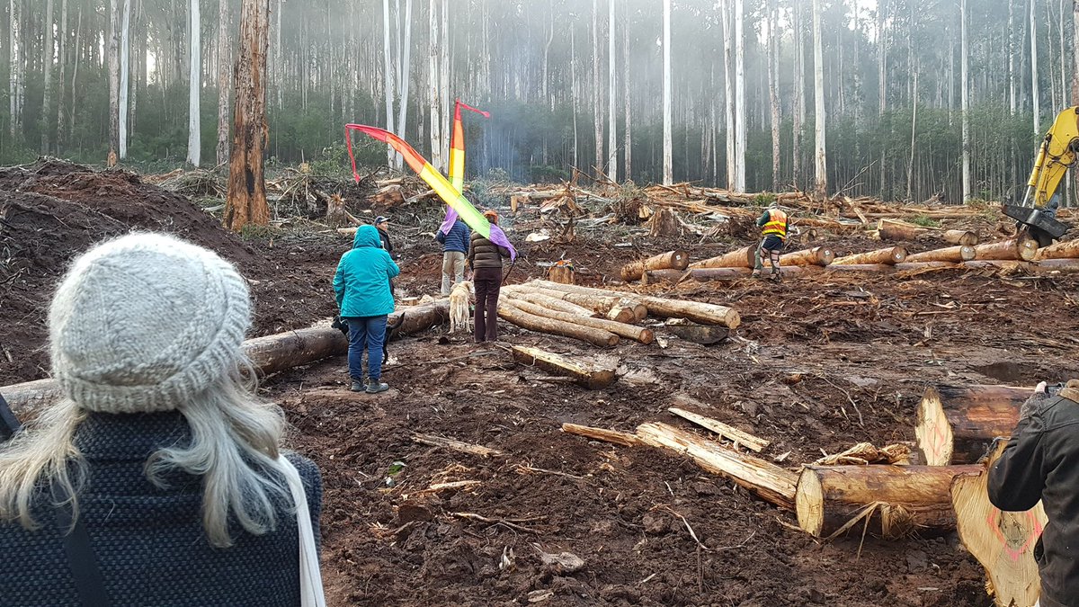 mac_bron's tweet image. It seems Dan Andrews has a lot to explain, not least why he is intent on trashing our native forests, killing endangered species such as Greater Gliders and now legislating to jail citizen scientists and forest defenders #StopNativeForestLogging