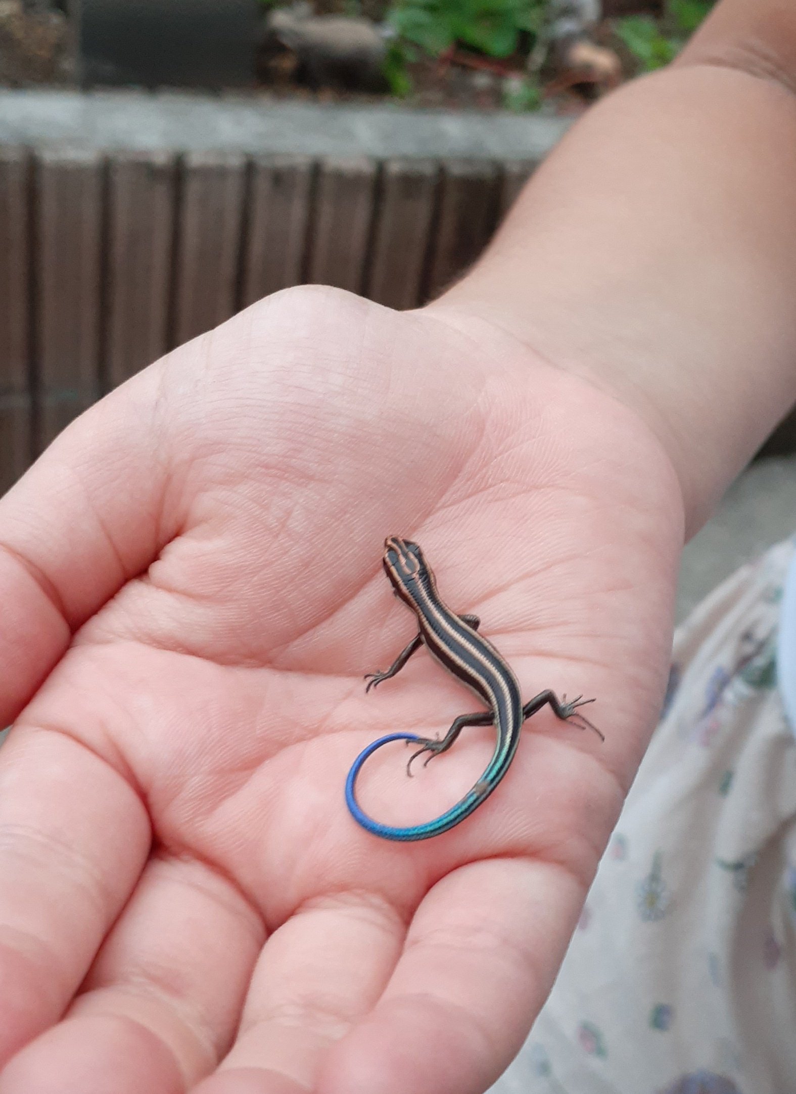 宮地 佳美 行政書士 ただ黒いものを握っているのかと思ったら ニジイロトカゲの赤ちゃんでした 子どもには見えて 私には見えなかった リアルアニエスb かわいい T Co W4mv9is55g Twitter