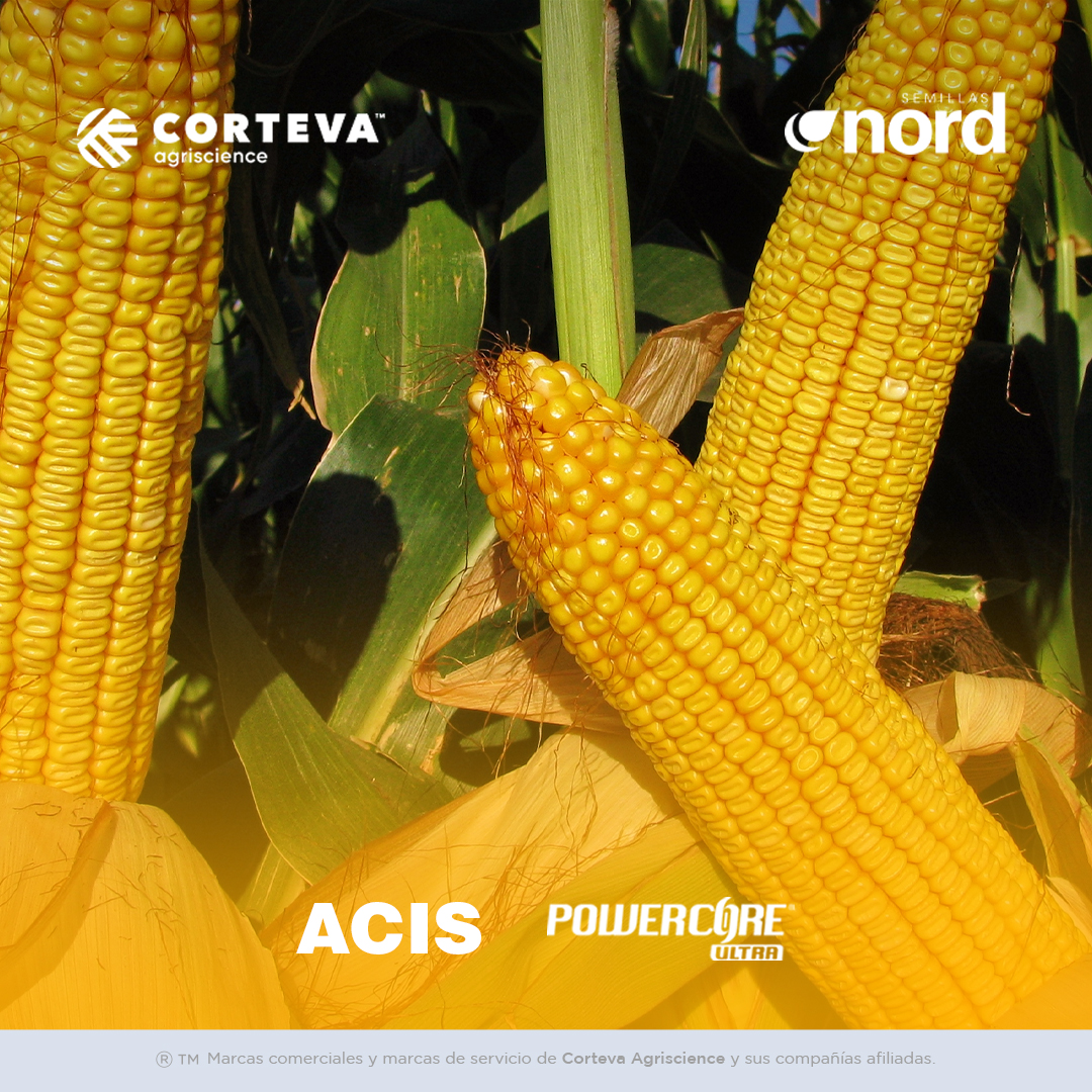 semillasnord's tweet photo. Si te decimos
🌽 Alto potencial de rendimiento y estabilidad
🌽 Excelente performance frente a tizón y golpes de calor
🌽Disponible con tecnología #PowerCoreUltra
Vos ya sabes que hablamos de nuestro híbrido #ACIS https://t.co/dyr6nOKNeH