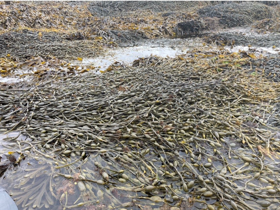 #jobs #expansion 
Due to continued expansion we are expanding our team, we are looking to hire full time general Operatives and Drivers for immediate start, competitive rates, shift allowance and Healthcare plan available to successful candidates.
Email :  
info@ogt.rovensa.com