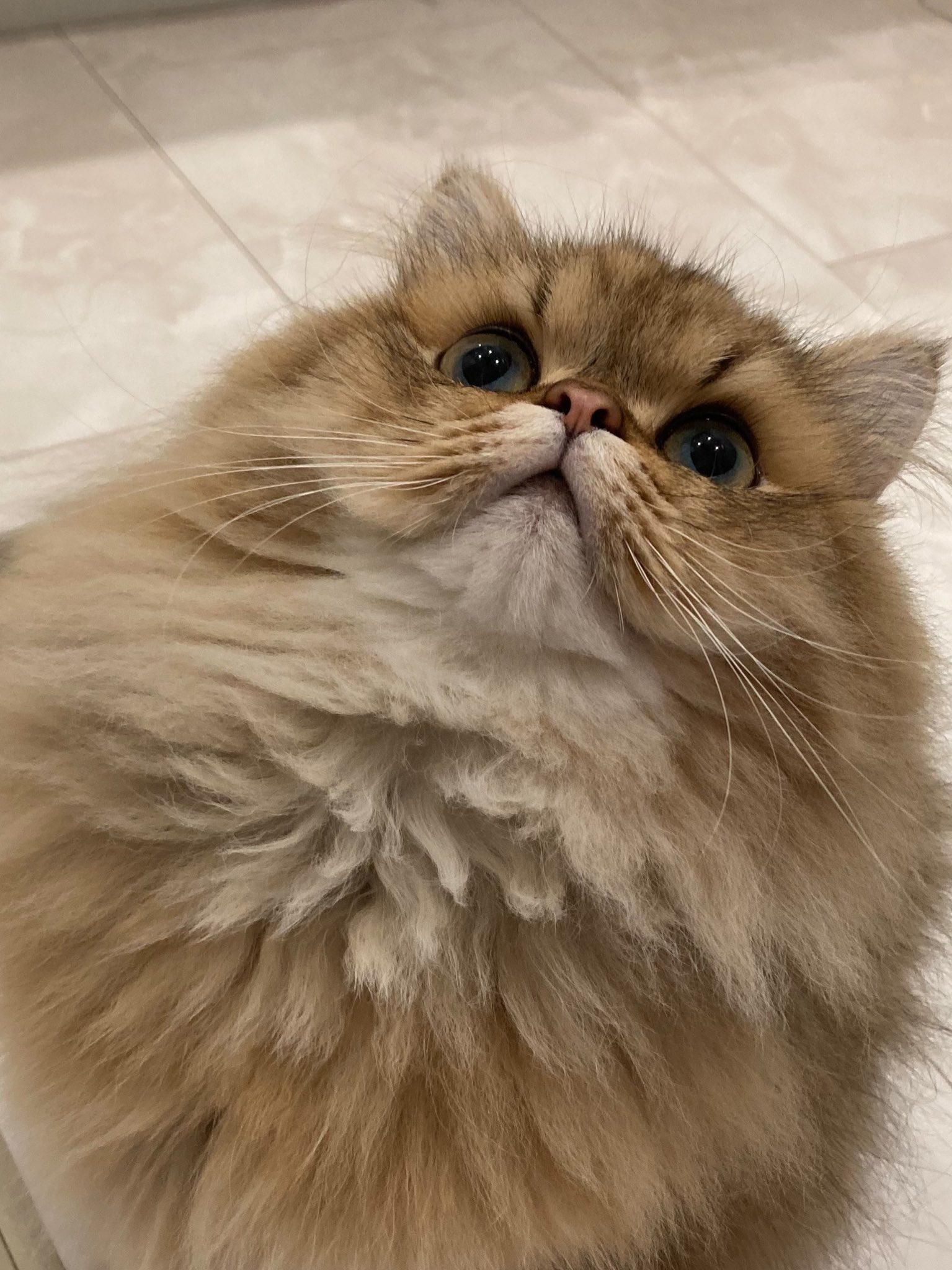 Uni 6 22 トトロただいま 猫好きさんと繋がりたい 猫 子猫 ペルシャ猫 チンチラゴールデン かわいい Cat T Co Agoa0hx0f8 Twitter