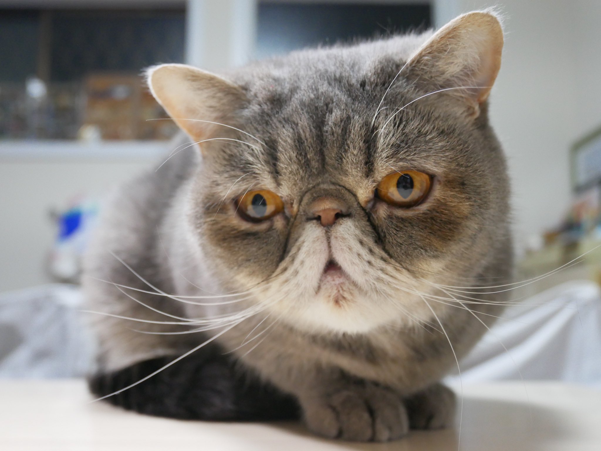 ぶちゃ ご飯食べてるとめちゃ見られる 今日のぶちゃ エキゾチックショートヘア 猫 猫のいる暮らし 猫好きさんと繫がりたい T Co 7vwvqqvu4y Twitter