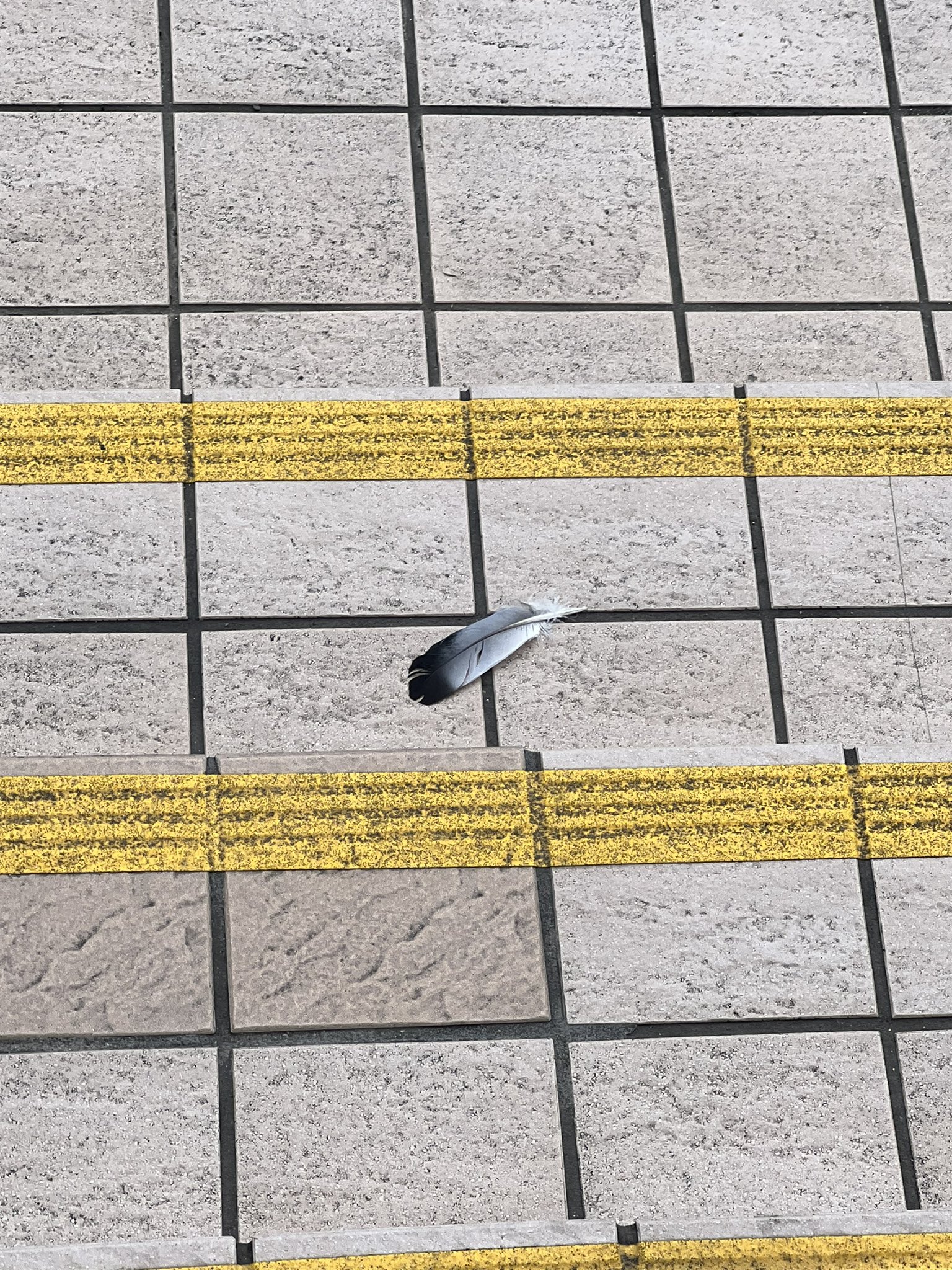 Run そういえば 仕事帰りに鳥の羽 スピリチュアル 鳥の羽 飛躍 上昇 T Co Exhzxcuqyx Twitter