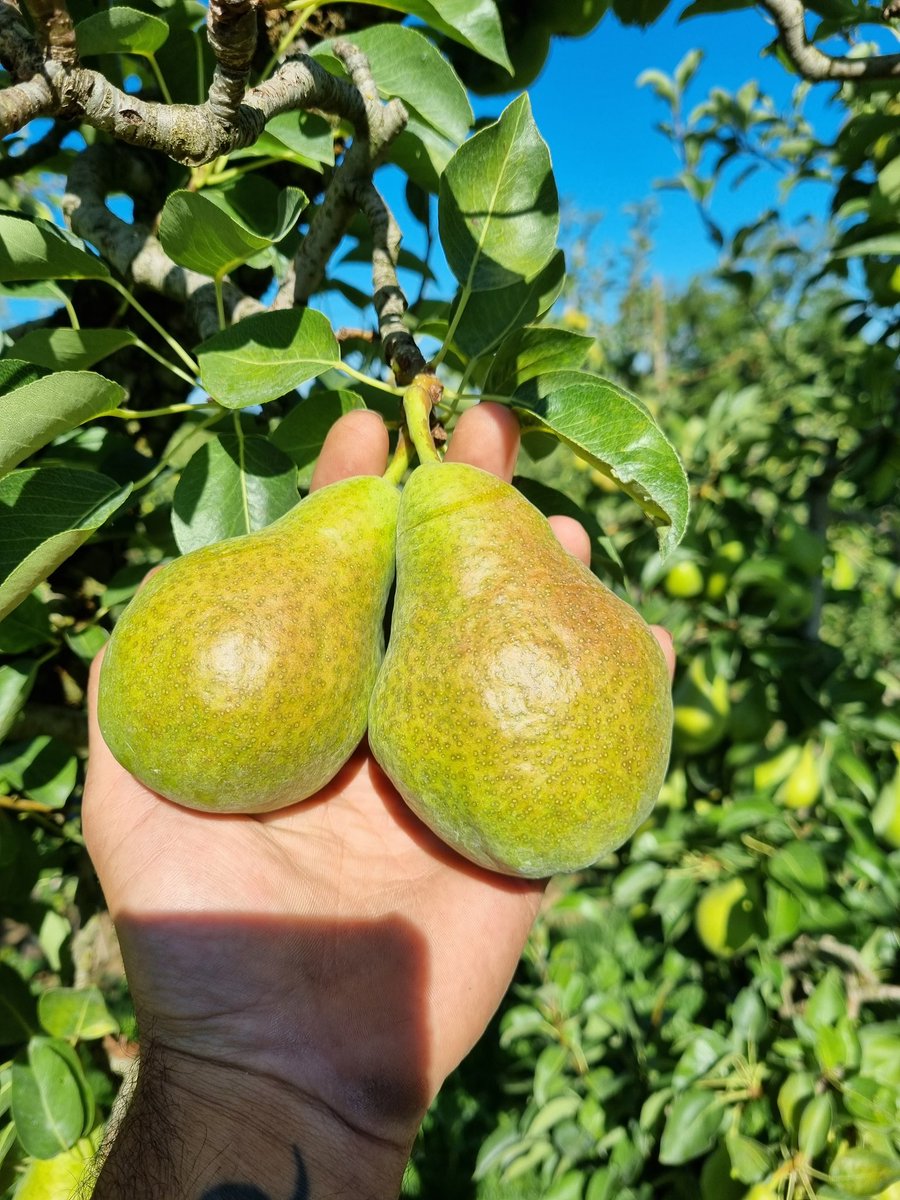 JorisM26's tweet photo. Il faut bien commencer un jour!
#ceuxquifontlesfruits #fruits #poires #MorasenValloire #Drôme @Interfel @La_drome @ladrometourisme @jtamboise https://t.co/a5JFyajoOf