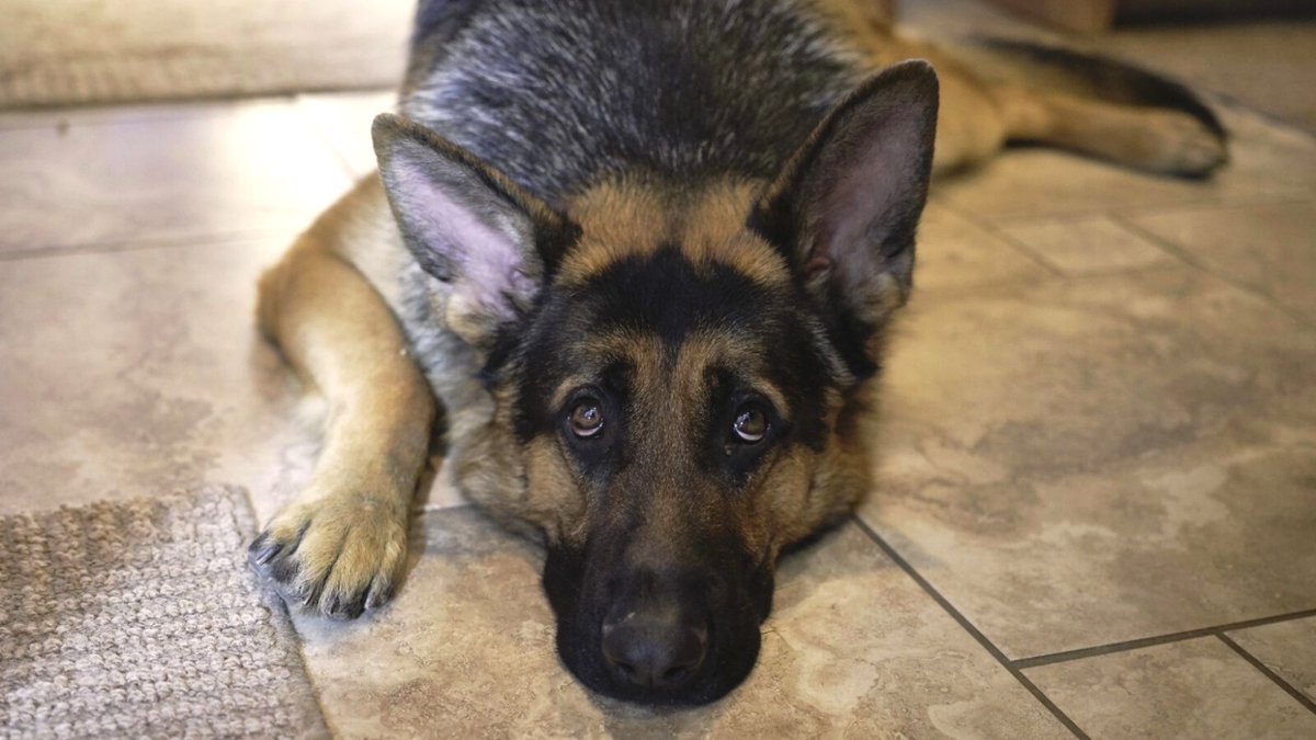 FBB_Officiel's tweet photo. ⚠️ ATTENTION 
💥 Les feux d'artifices provoquent souvent du stress sur les animaux de compagnie, qui fuient les bruits assourdissants des détonations. 
🐶🐱 Pensez à sécuriser votre animal dans un espace clos et ne sortez pas avec votre chien pour les festivités du #14juillet ! https://t.co/fdMM1d5Xwc