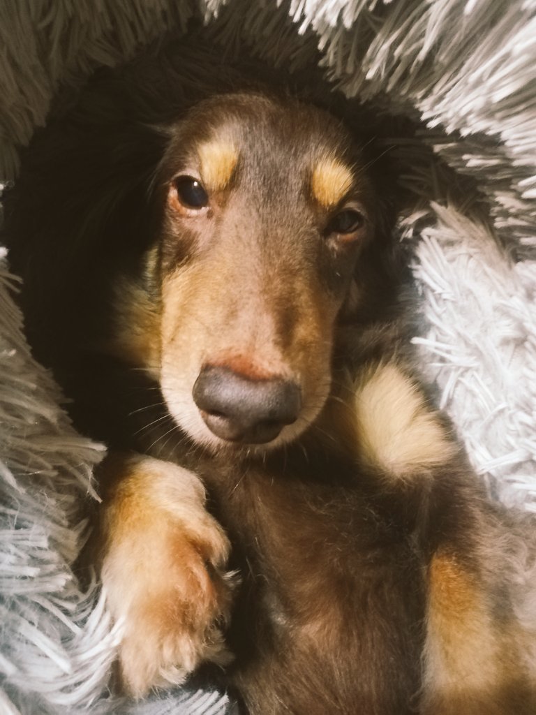 ラッキー ママに赤ちゃんみたいって言われた かわいいってこと ミニチュアダックスフンド 赤ちゃん T Co Ggleradmag Twitter